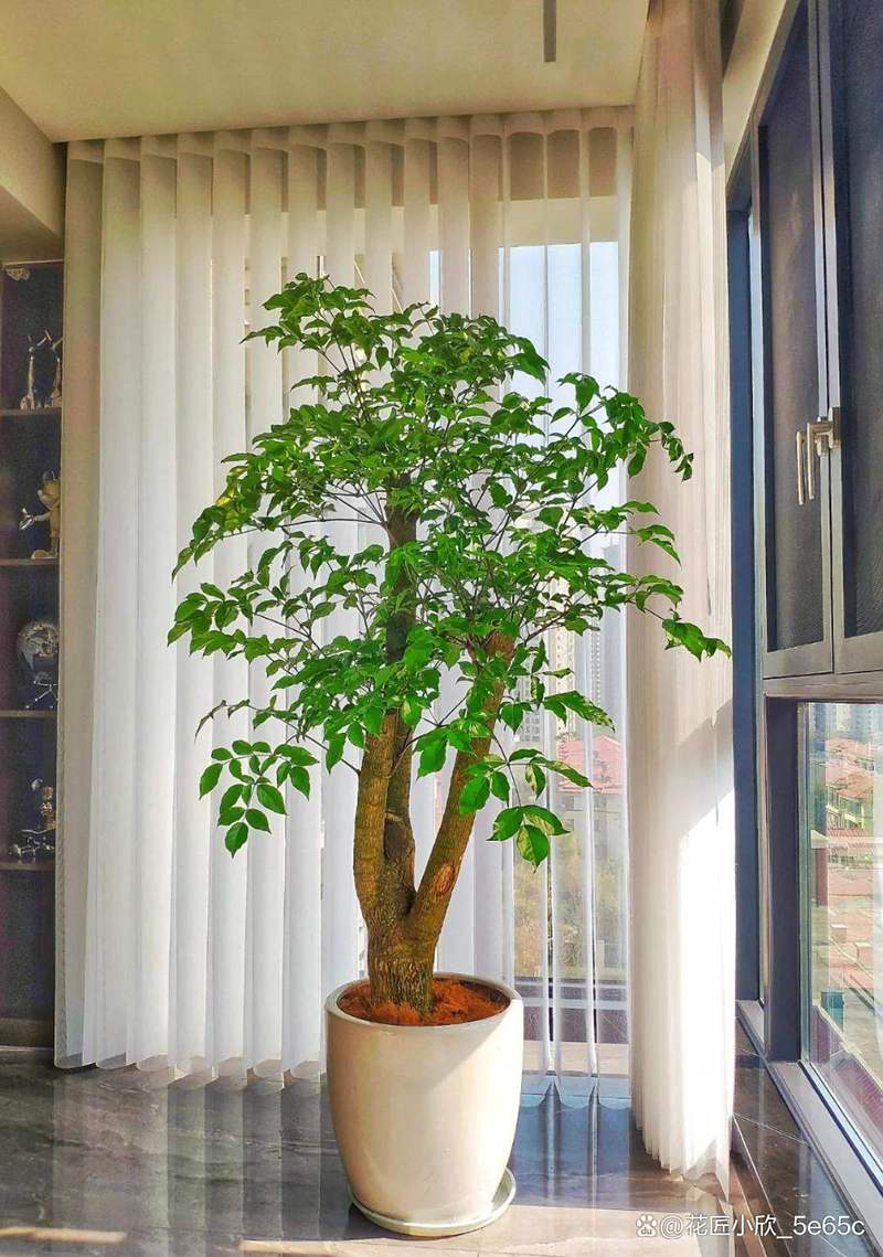 家中种什么树好子孙富贵?这5种吉祥树越养越旺家 5. 发财树——招财进宝,生生不息