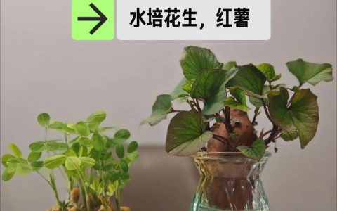 水生植物如何栽植？从选种到成活的完整操作指南（池塘/河道通用）