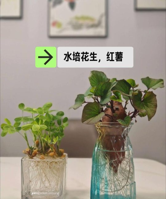 水生植物如何栽植？从选种到成活的完整操作指南（池塘/河道通用）