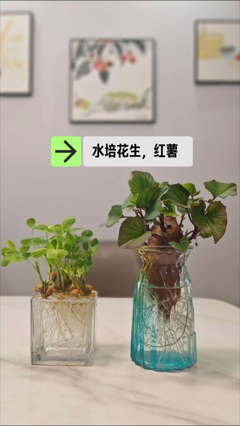 水生植物如何栽植?从选种到成活的完整操作指南(池塘/河道通用) 水生植物如何栽植?从选种到成活的完整操作指南(池塘/河道通用)