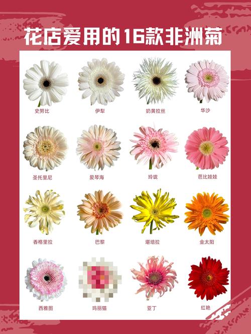 非洲菊栽培与养护指南:花色、花期及耐寒性全解析 非洲菊栽培与养护指南:花色、花期及耐寒性全解析