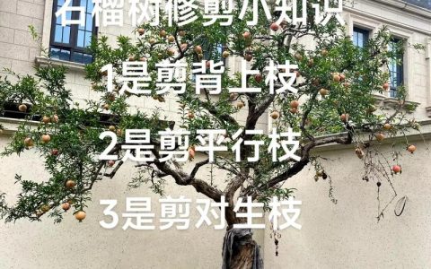如何修剪石榴树提高挂果率：从树形构建到四季精修的全攻略