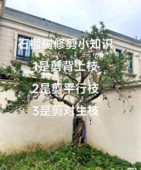 如何修剪石榴树提高挂果率：从树形构建到四季精修的全攻略