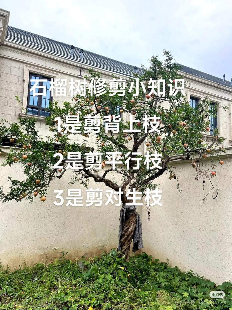 如何修剪石榴树提高挂果率:从树形构建到四季精修的全攻略 如何修剪石榴树提高挂果率:从树形构建到四季精修的全攻略