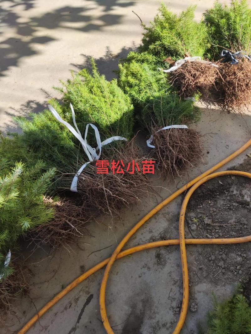 雪松树苗哪里买?2026年渠道筛选与苗木质量核验全指南 运输与检疫合规:跨省调运必须验“证”