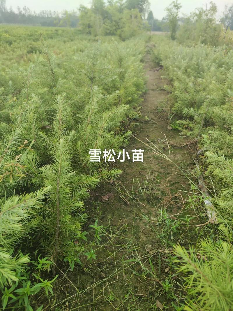 雪松树苗哪里买?2026年渠道筛选与苗木质量核验全指南 根系与土球评估:决定成活率的关键