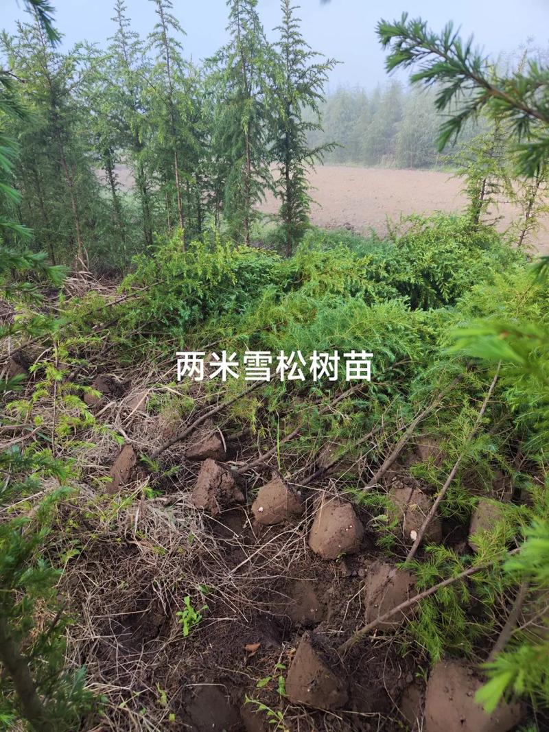 雪松树苗哪里买?2026年渠道筛选与苗木质量核验全指南 售后保障条款:书面约定比口头承诺可靠