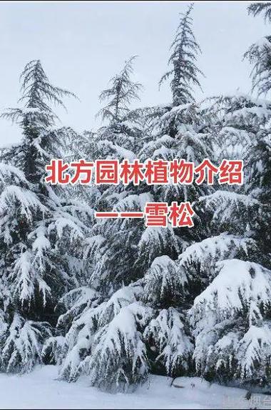 雪松树苗哪里买?2026年渠道筛选与苗木质量核验全指南 FAQ(常见问题)
