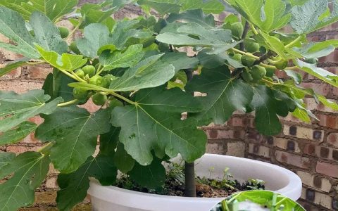 无花果什么时候栽培最好？掌握最佳时机与完整种植指南