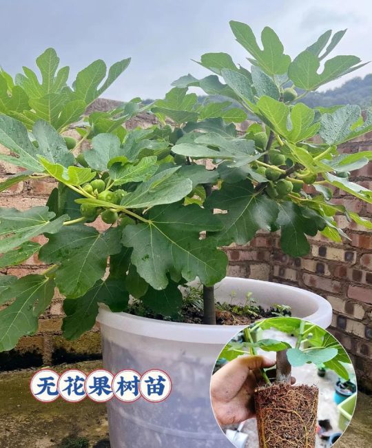 无花果什么时候栽培最好？掌握最佳时机与完整种植指南