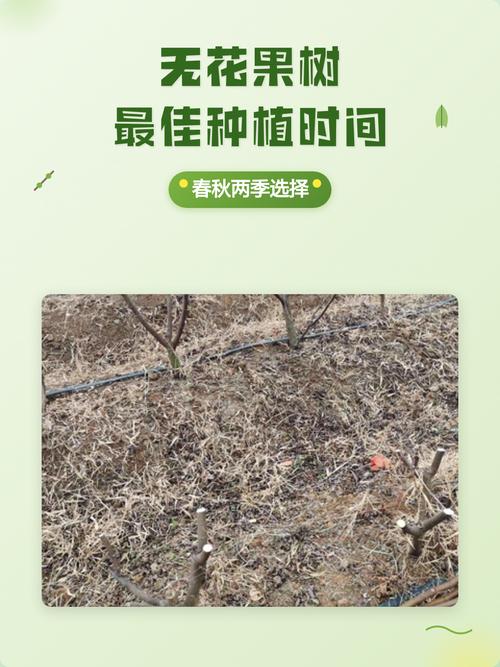 五、浇定根水实操