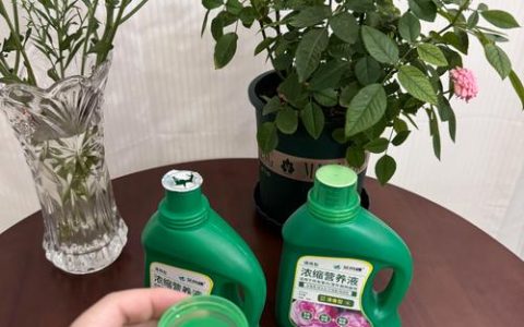 盆栽花养护指南：从浇水到换盆，掌握这六个关键步骤