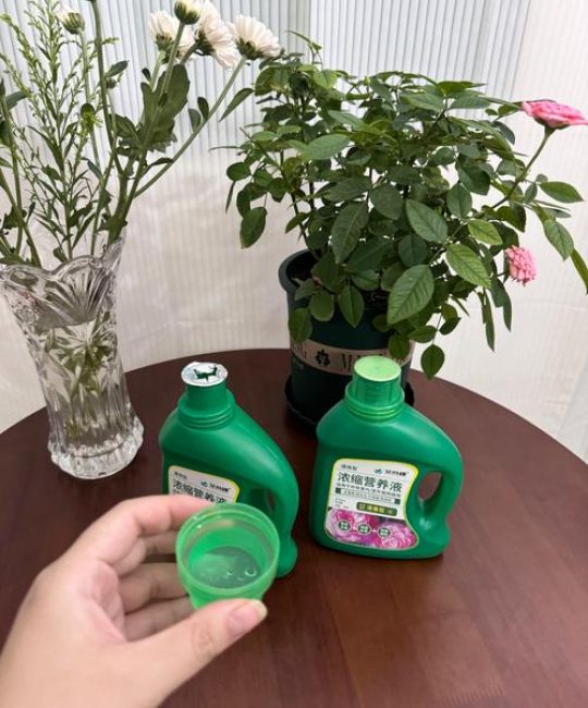 盆栽花养护指南：从浇水到换盆，掌握这六个关键步骤