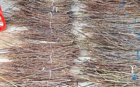 金蝉养殖首选树种种植技术指南——杨树与柳树科学种植全流程