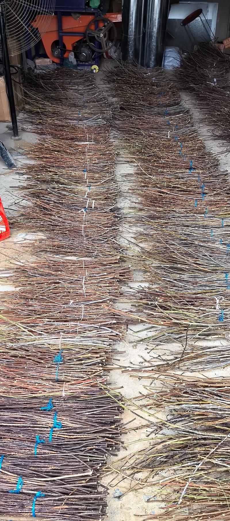 金蝉养殖首选树种种植技术指南——杨树与柳树科学种植全流程 一、适宜时间