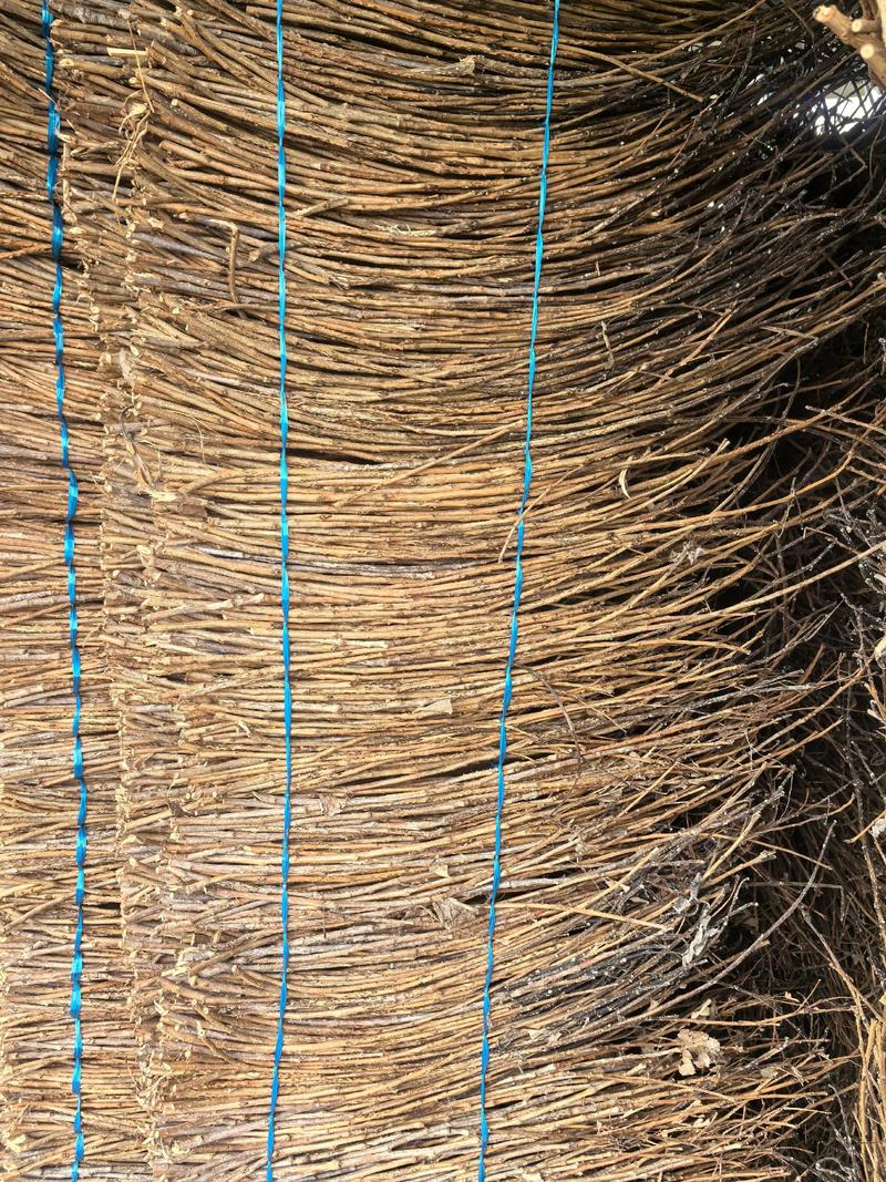 金蝉养殖首选树种种植技术指南——杨树与柳树科学种植全流程 二、土壤环境