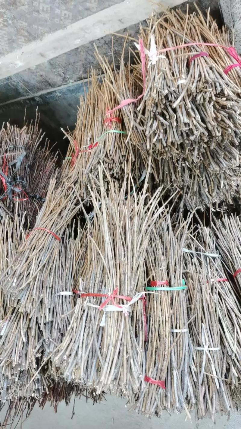 金蝉养殖首选树种种植技术指南——杨树与柳树科学种植全流程 四、栽植深度