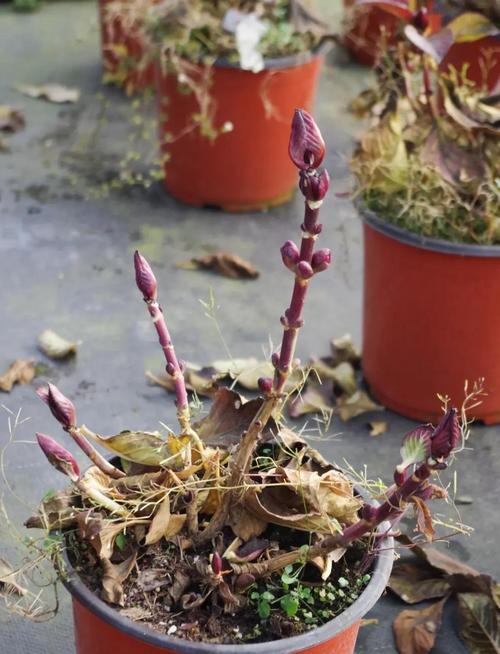 绣球花适合东北养吗?核心品种选择与越冬指南 常见误区纠正