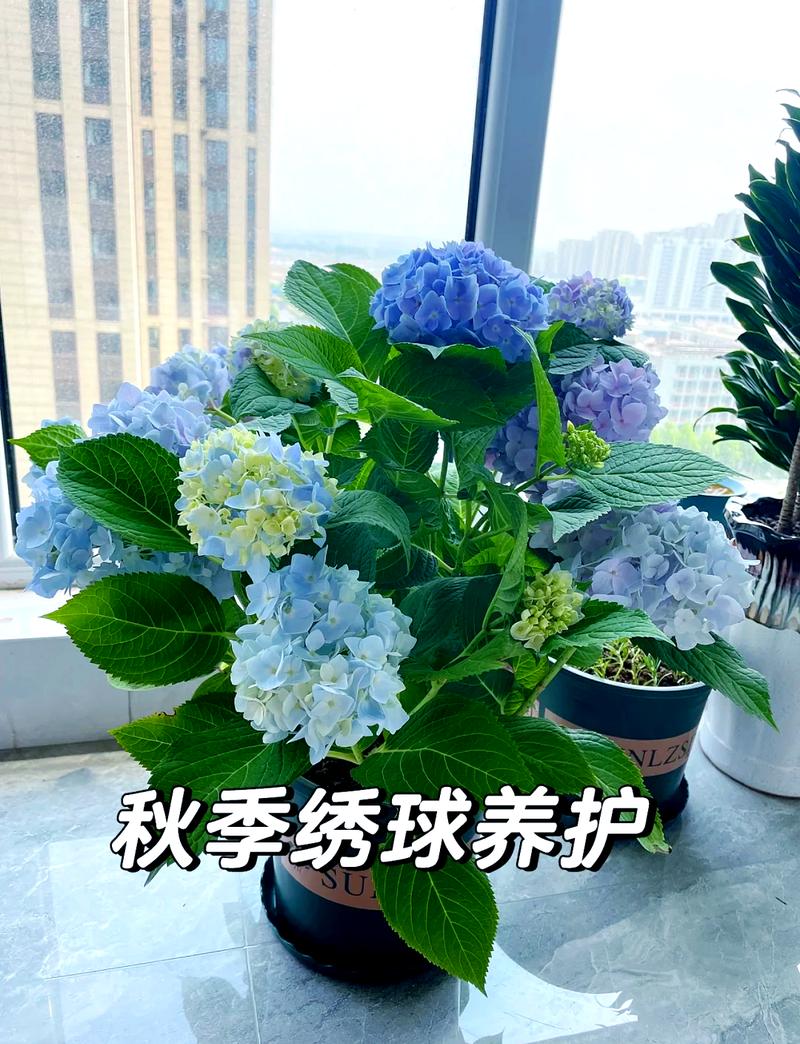 绣球花适合东北养吗?核心品种选择与越冬指南 FAQ