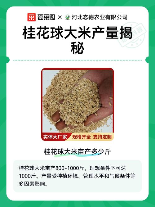 桂花球大米价格多少钱一斤?参考区间与五大影响因素详解 数量影响:零售价与批发价分属两套体系