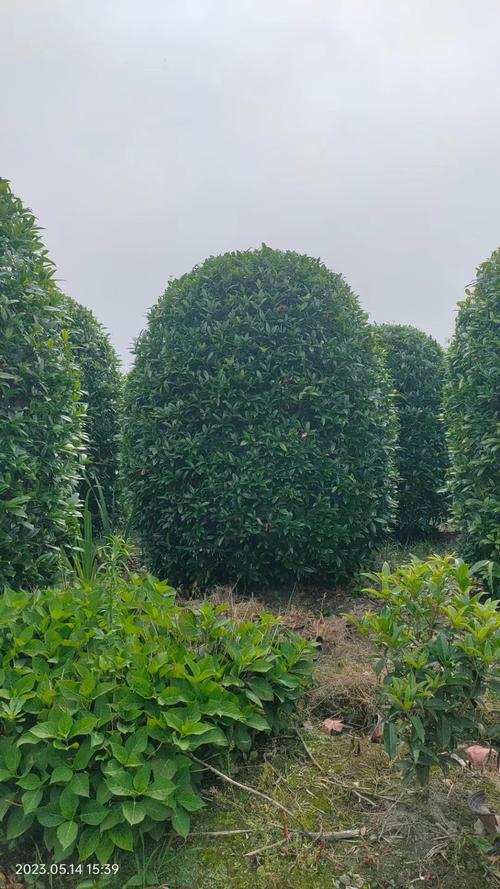 桂花球大米价格多少钱一斤?参考区间与五大影响因素详解 运输影响:物流成本占总价10%-30%