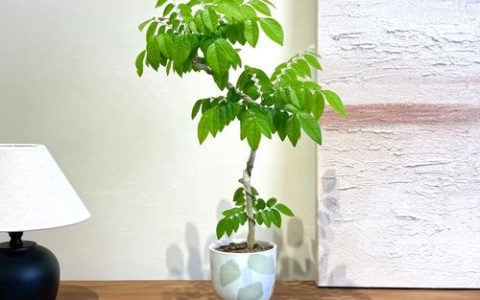 黄花梨盆栽适合室内种吗？园艺师给出科学解答与养护全攻略