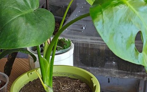 龟背竹用什么花盆合适？选对材质和尺寸是关键
