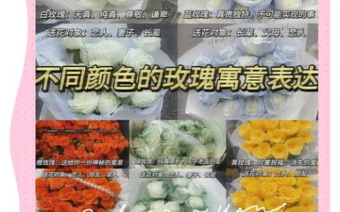 十朵玫瑰花的花语是什么意思？玫瑰植物百科与花语含义详解