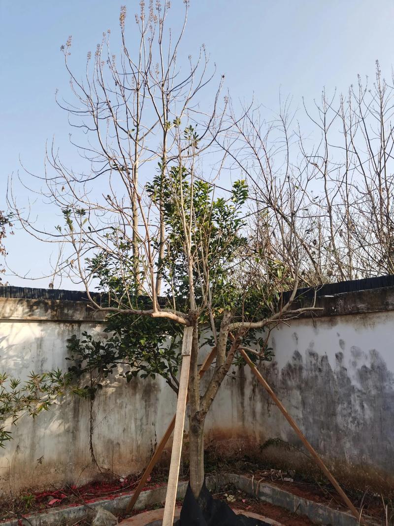 屋前能栽杨梅树吗? 五、什么情况下不建议屋前栽杨梅树?