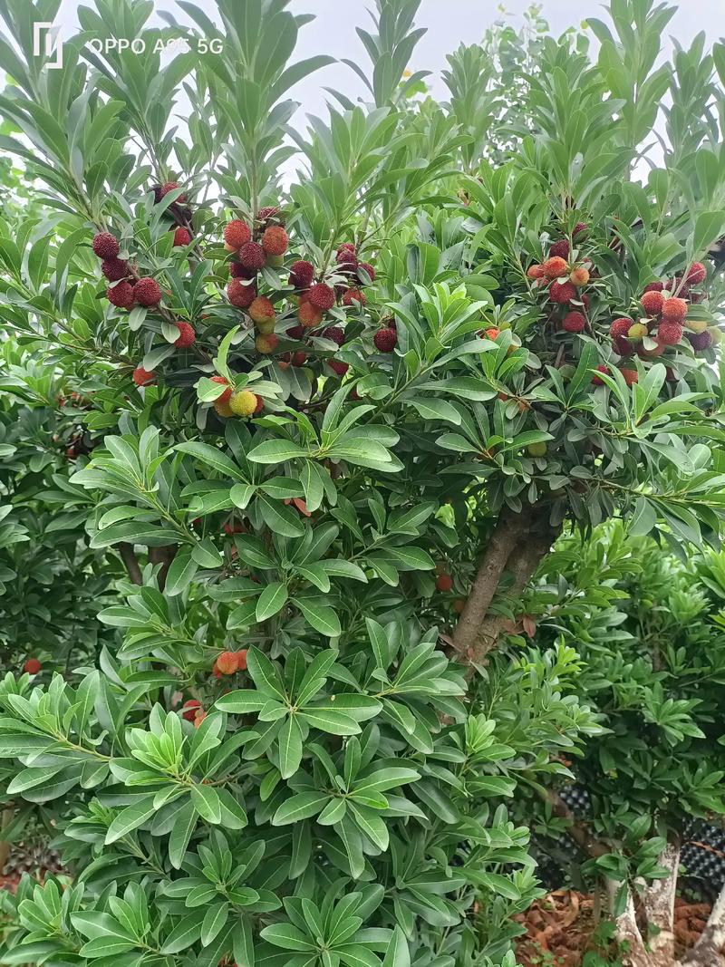 屋前能栽杨梅树吗? 结语