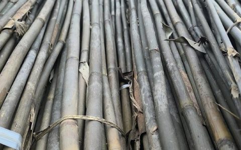 菜园搭架用的竹子是什么品种？详解淡竹、毛竹与刚竹的优劣对比