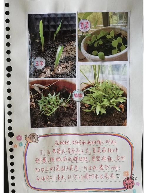 木瓜怎么育苗?家庭园艺番木瓜全流程技术手册 四、幼苗管理与移栽决策