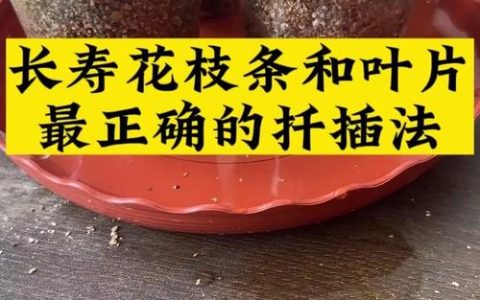 紫荆花扦插繁殖全攻略：从基质配比到炼苗移栽的精准操作指南