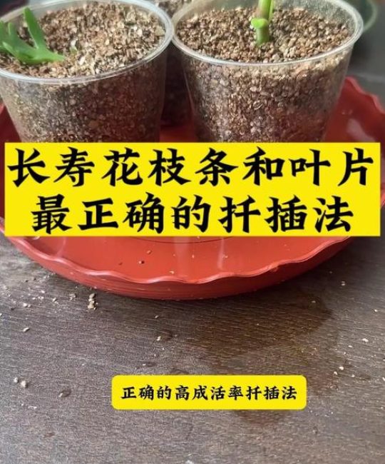 紫荆花扦插繁殖全攻略：从基质配比到炼苗移栽的精准操作指南