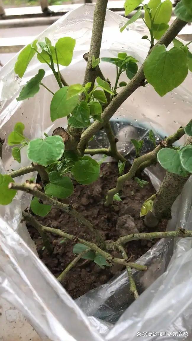 紫荆花扦插繁殖全攻略:从基质配比到炼苗移栽的精准操作指南 二、基质配制与环境参数设定