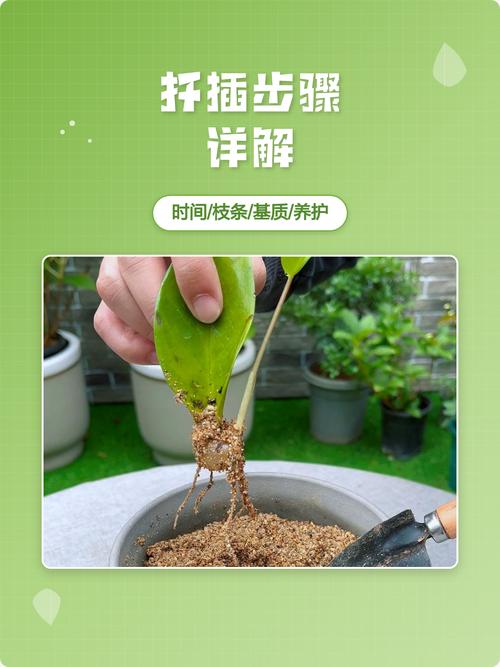 紫荆花扦插繁殖全攻略:从基质配比到炼苗移栽的精准操作指南 四、成活率影响因素分析
