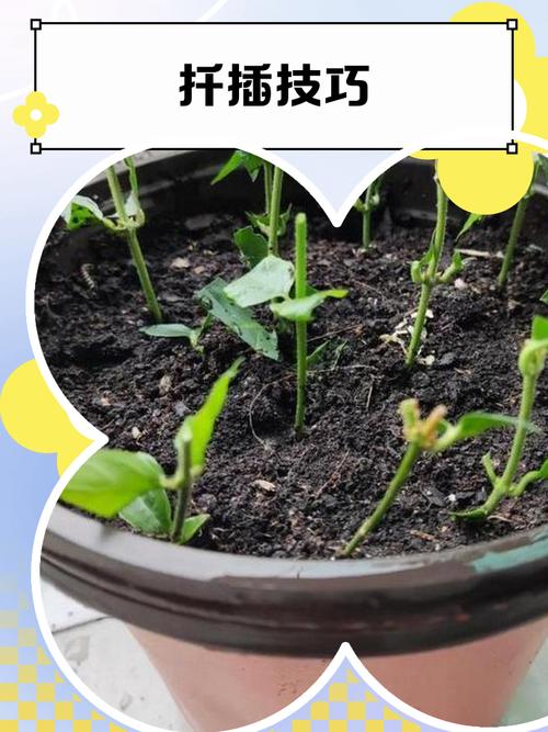 紫荆花扦插繁殖全攻略:从基质配比到炼苗移栽的精准操作指南 五、幼苗管理指南与移栽决策