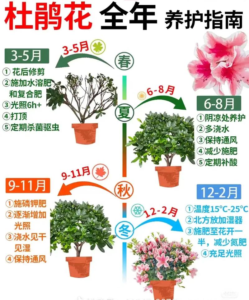 杜鹃花养护全攻略:从浇水到换盆,手把手教你养出爆花状态 换盆/田间管理:2-3年换一次盆,是杜鹃花根系健康的保障。