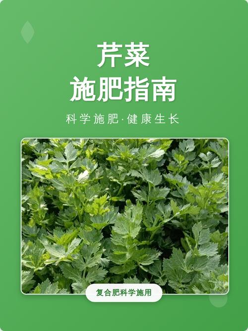 种芹菜施什么肥最好?掌握这些施肥技巧,芹菜高产又优质 三、追肥:少量多次,关键期重点补