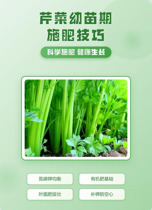 种芹菜施什么肥最好?掌握这些施肥技巧,芹菜高产又优质 总结