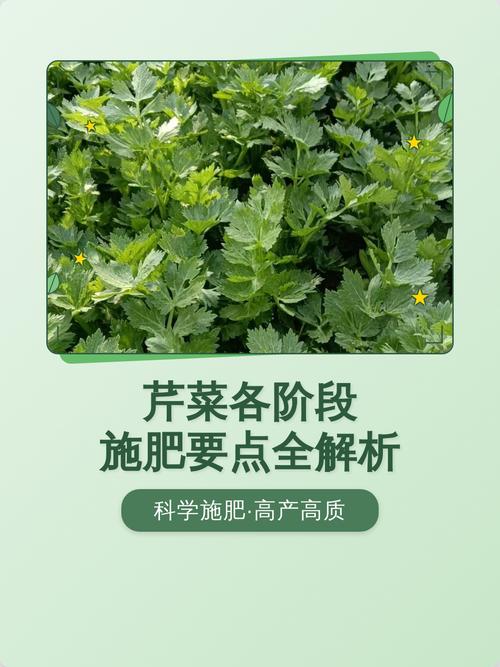 种芹菜施什么肥最好?掌握这些施肥技巧,芹菜高产又优质 四、有机肥与化肥如何搭配?