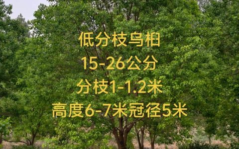 乌桕种子多少钱一斤？2024年最新价格参考与影响因素全解析