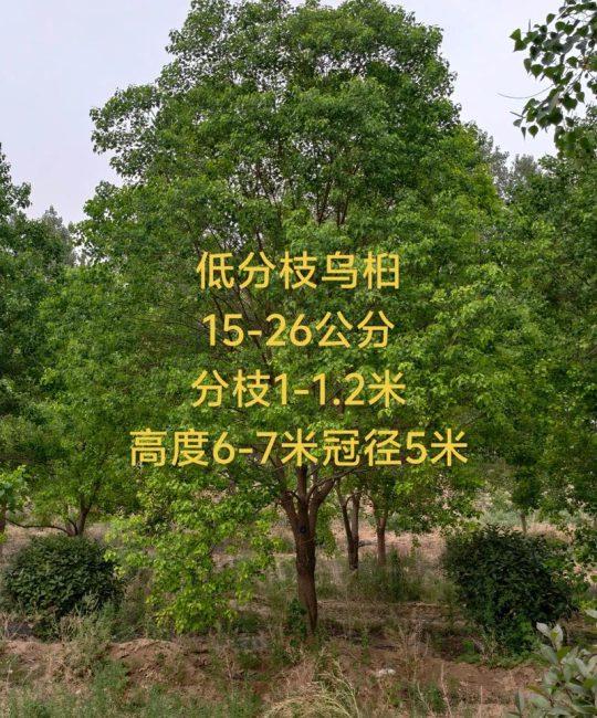乌桕种子多少钱一斤？2024年最新价格参考与影响因素全解析