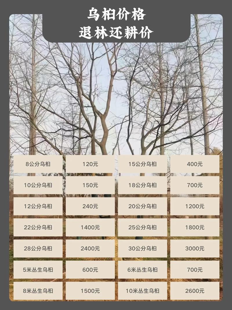 乌桕种子多少钱一斤?2024年最新价格参考与影响因素全解析 数量:批发与零售的价差逻辑