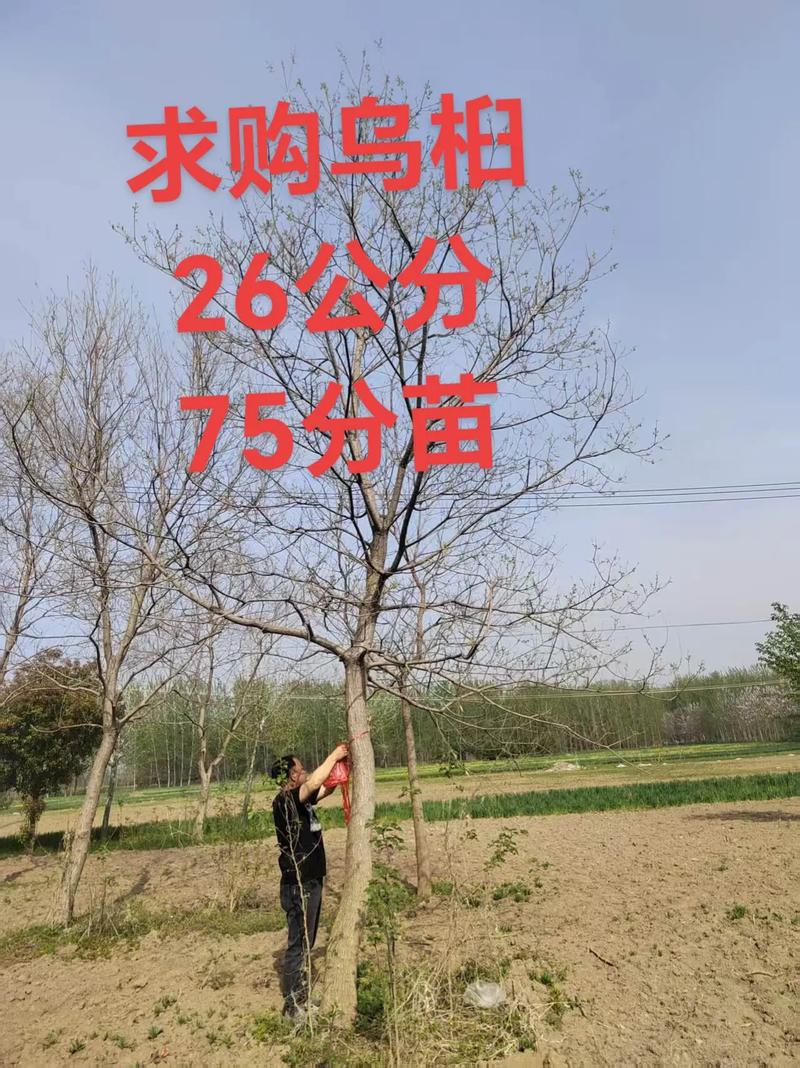 乌桕种子多少钱一斤?2024年最新价格参考与影响因素全解析 运输:物流成本与包装方式