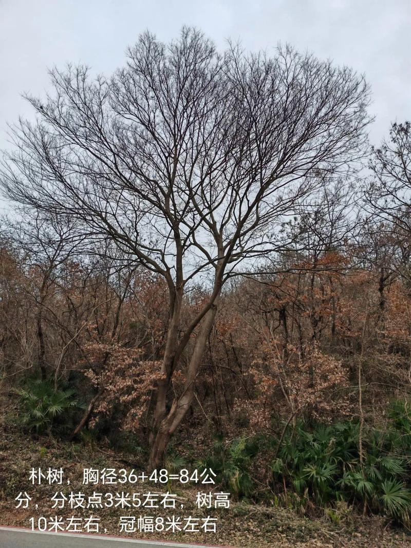 乌桕种子多少钱一斤?2024年最新价格参考与影响因素全解析 咨询指南:获取精准报价