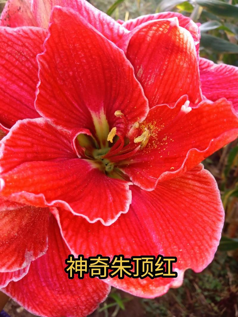 梦到红色的花预示什么?从园艺角度解读红色花卉的梦境象征 梦到花的状态也很关键