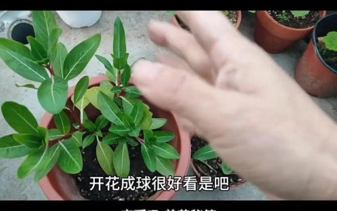 四季果树盆栽怎么养？从浇水到换盆的实用养护指南
