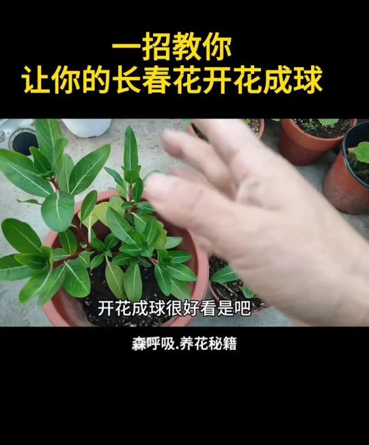 四季果树盆栽怎么养？从浇水到换盆的实用养护指南