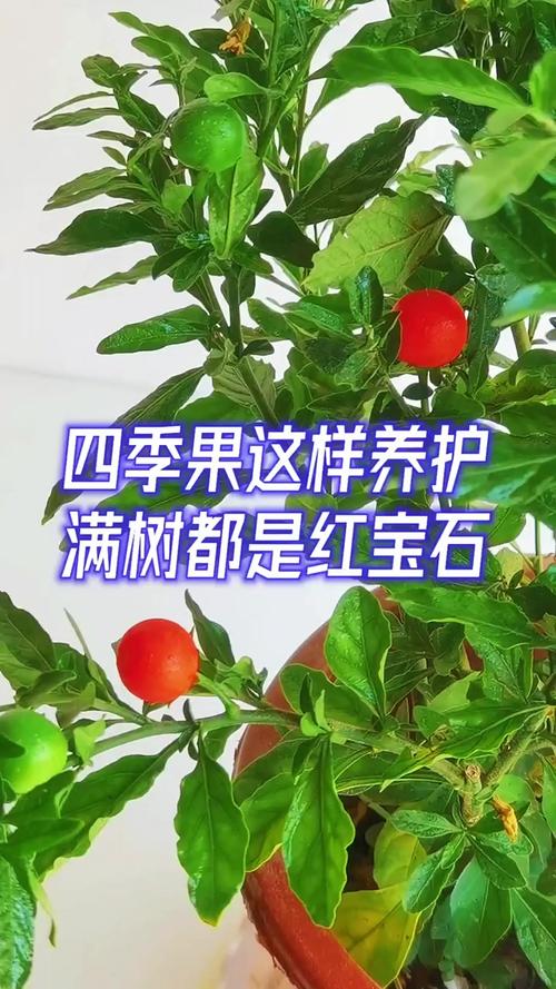 四季果树盆栽怎么养?从浇水到换盆的实用养护指南 二、施肥:薄肥勤施,比一次性猛肥更适合挂果型盆栽